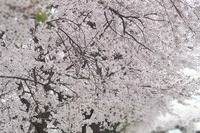 제42회 장애인의 날 기념 "쉼표찍기"이벤트 사진 공유 3회 
