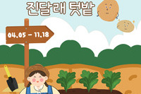 2024년 진달래 텃밭 감자 수확